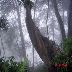 兩旁樹木在風雨中都披了一層神秘的面紗，只有對着天空才能看出它的形狀，造物之美，使人不覺融入大自然的忘我之境。