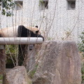 神戶王子動物園  大貓熊 - 3