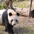 神戶王子動物園  大貓熊 - 4