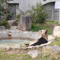 神戶王子動物園  大貓熊 - 2
