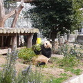 神戶王子動物園  大貓熊 - 1