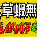 鑽木取火日式燒肉新莊中和火烤兩吃、燒烤+火鍋吃到飽 大草蝦無限吃到飽 真的好蝦哦!