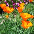 加州罌粟花poppy5