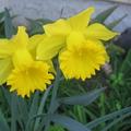 2007年春Daffodil 水仙花2