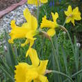 2007年春Daffodil 水仙花3