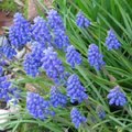 2007年春葡萄狀風信子 Grape Hyacinth 1
