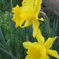 2007年春Daffodil 水仙花1