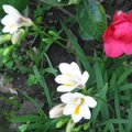 2007年春白色小蒼蘭Freesia與含苞待放的茶花