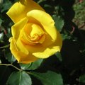 2007年四月黃玫瑰1