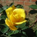 2007年四月黃玫瑰2