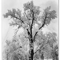Oak Tree, Snowstorm, 1948