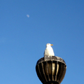 Moonrise And Seagull, Dana Point