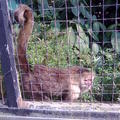 台灣動物區松鼠猴