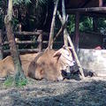 台灣動物區黃牛