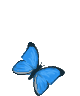 蝴蝶 - 2