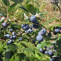 blueberries