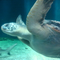 大海龜