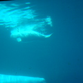 白鯨媽媽及剛出生的小白鯨