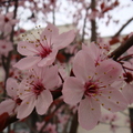 春之櫻