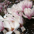 春天的花2010 - 4