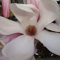春天的花2010 - 2