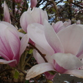 春天的花2010 - 5