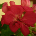 春天的花2010 - 1