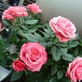  母親節兒子送我的玫瑰花