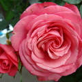  母親節兒子送我的玫瑰花
