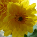 窗台上的小黃菊