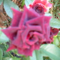 紫玫瑰1