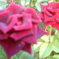 紫玫瑰2