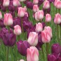 Purple and Pink Tulips