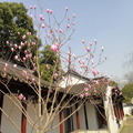 蘇州木蘭花