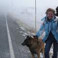 往峽灣途中在山區遭遇大風雪，一位外國遊客帶愛犬下車