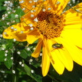 最美的春日時光 - 真的喔，蒼蠅也採蜜！