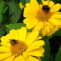 最美的春日時光 - 大、小蜜蜂互不干涉