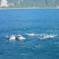 崇德灣裡的飛旋海豚