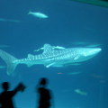海生館 鯨鯊