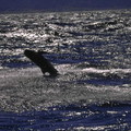 花紋海豚1