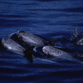 花紋海豚4
