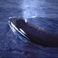 虎鯨2