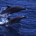熱帶斑海豚