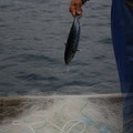 鰹魚漁獲