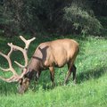 大角鹿 (Elk)