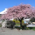 櫻花 (Vanier Park.Vancouver Museum)