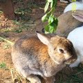 可愛小兔子2