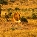 獅子是非洲大陸最兇猛的大型貓科猛獸，雄性的獅子在出生後第三年開始長出鬃毛，隨著年歲增長，鬃毛由金黃色逐漸轉為黑色