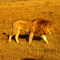 成年的雄獅體重在120至240公斤〈最重的記錄為260公斤〉，身長2.4至3.3公尺，身高0.6至1公尺，頭高1.1至1.2公尺