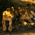 一般獅子家庭成員，為一頭公獅跟隨數頭母獅，而由母獅負責獵捕食物的工作。母獅的懷孕期為3.5個月，每次生產1至4頭小獅